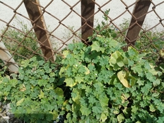 Malva parviflora