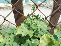 Malva parviflora