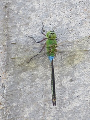 Anax parthenope julius