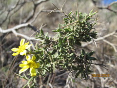 Osteospermum spinosum