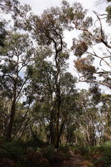 Eucalyptus willisii