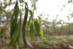 Eucalyptus willisii