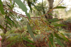 Eucalyptus willisii
