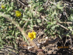 Osteospermum spinosum