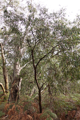 Eucalyptus willisii