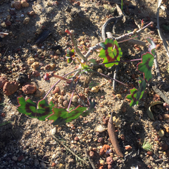 Pelargonium tabulare