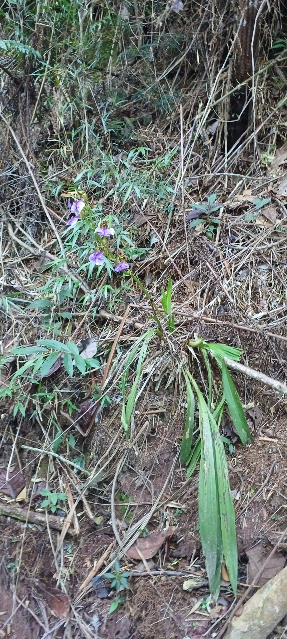 Zygopetalum pabstii