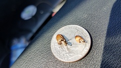 Psathyrella coprophila