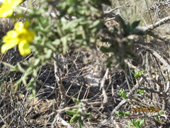 Osteospermum spinosum