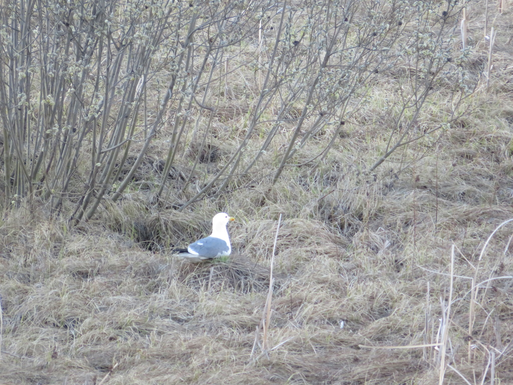 Steppe Gull from Искитим, Новосибирская обл., Россия on May 3, 2024 at ...