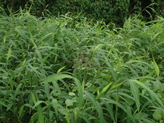 Microstegium ciliatum