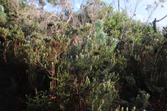 Phylica pubescens pubescens