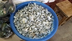 Mycosarcoma maydis