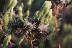 Phylica pubescens pubescens