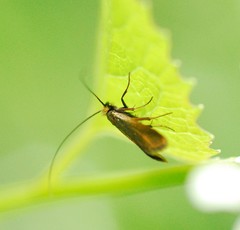 Cauchas rufimitrella