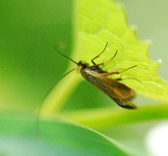 Cauchas rufimitrella