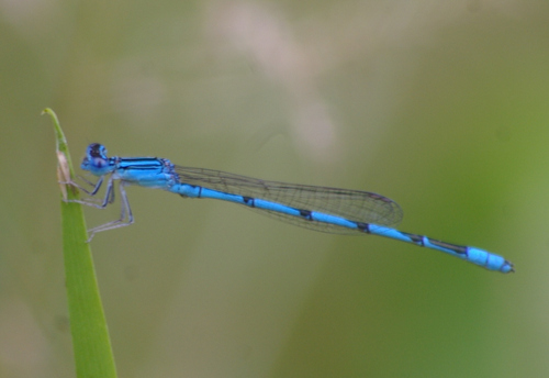 Double-striped Bluet