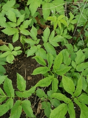 Aegopodium podagraria