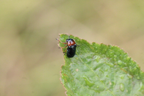 Chilotomina nigritarsis