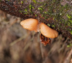 Lentinellus pulvinulus