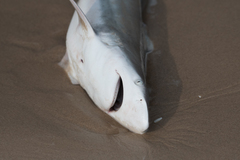 Carcharhinus limbatus