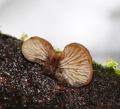 Lentinellus pulvinulus