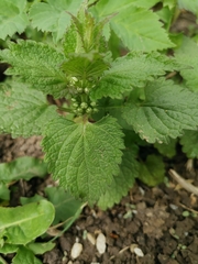 Lamium album