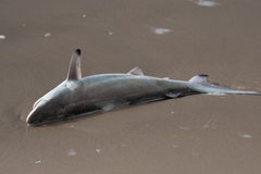 Carcharhinus limbatus