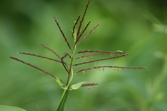Microstegium ciliatum