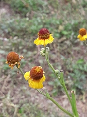Helenium amphibolum