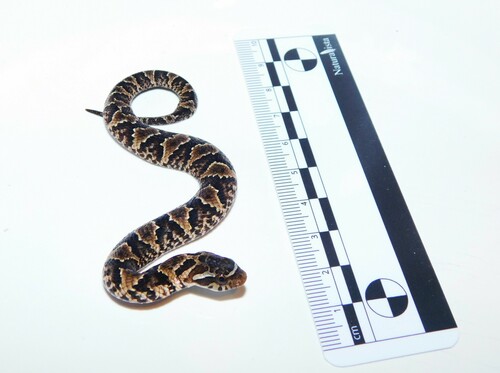 Wagler's Snake, Xenodon merremii