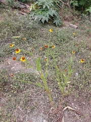 Helenium amphibolum