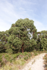 Eucalyptus viminalis viminalis