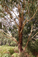 Eucalyptus viminalis viminalis