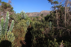 Phylica pubescens pubescens