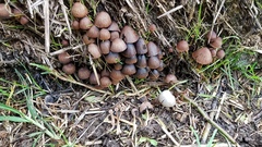 Psathyrella prona