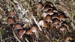 Psathyrella prona