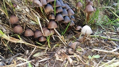 Psathyrella prona