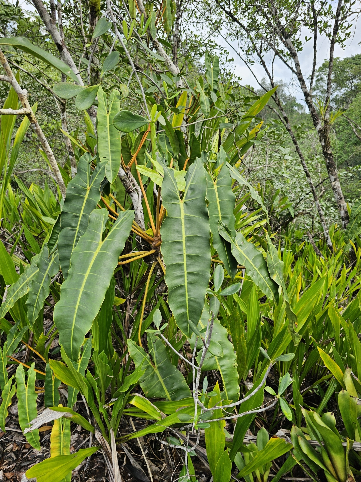 Imagem de Philodendron billietiae