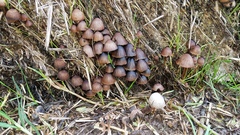 Psathyrella prona