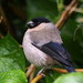 Azores Bullfinch - Photo no rights reserved, uploaded by steve b