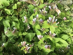 Symphytum × hidcotense