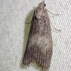 Aphomia baryptera