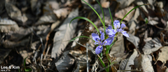 Iris rossii