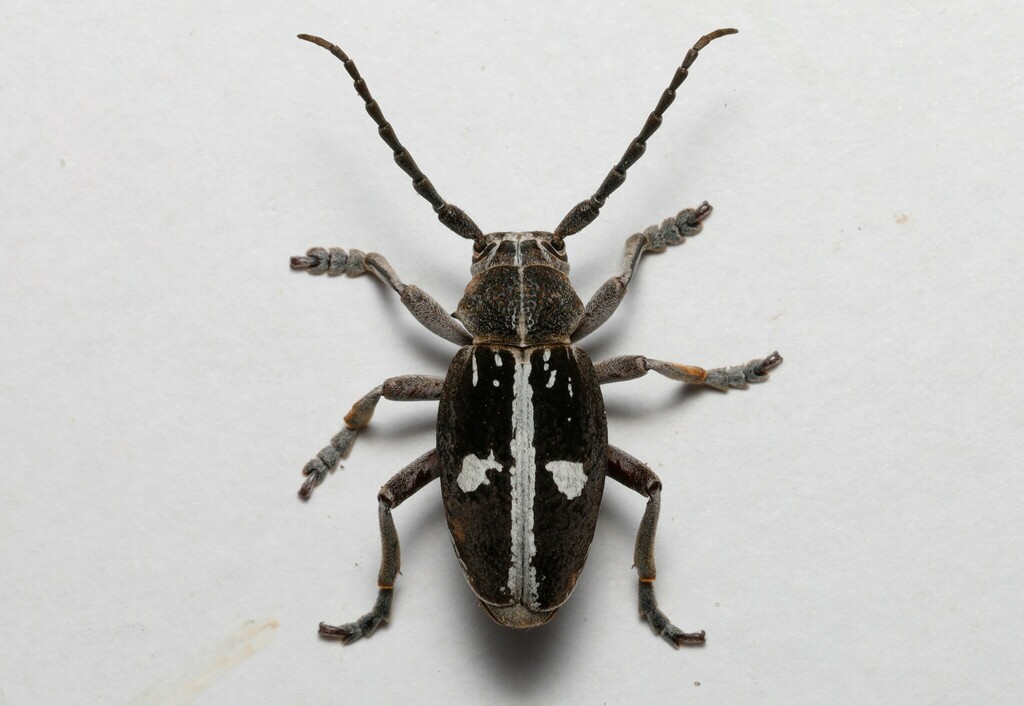 Dorcadion equestre
