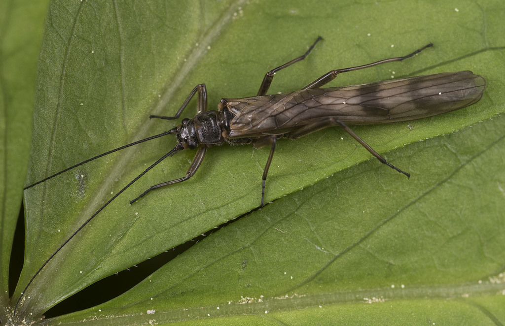 Common February Red (Brachyptera risi)