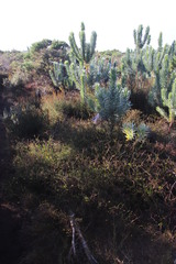 Osteospermum ciliatum