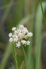 Asclepias linearis