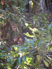 Melicytus ramiflorus ramiflorus