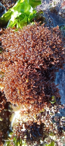 Image of Gelidium reptans by (c) Adele SL, some rights reserved (CC BY)